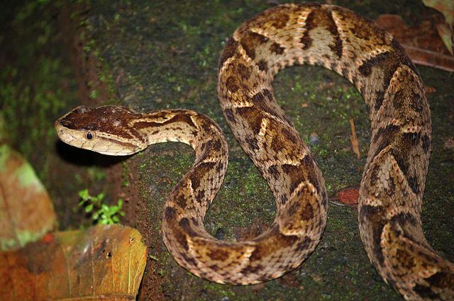 世界上最毒的十大毒蛇(中国哪个省几乎没有蛇)插图4