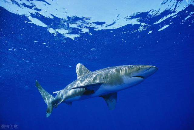 十大危险鲨鱼的排名(世界上灭绝的鲨鱼)插图1