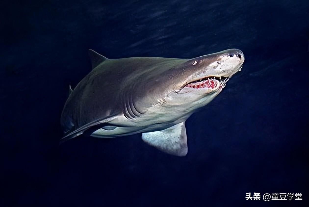 世界上最厉害的鲨鱼(地球上10大最厉害的鲨鱼你都认识吗)插图3