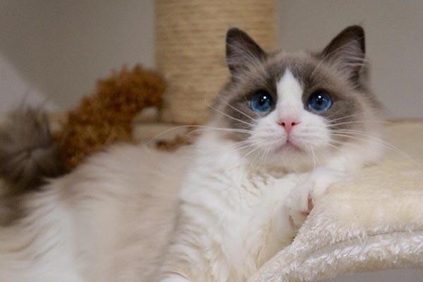 世界十大最漂亮的猫咪，世上十大漂亮的猫(附2023年最新排行榜前十名单)