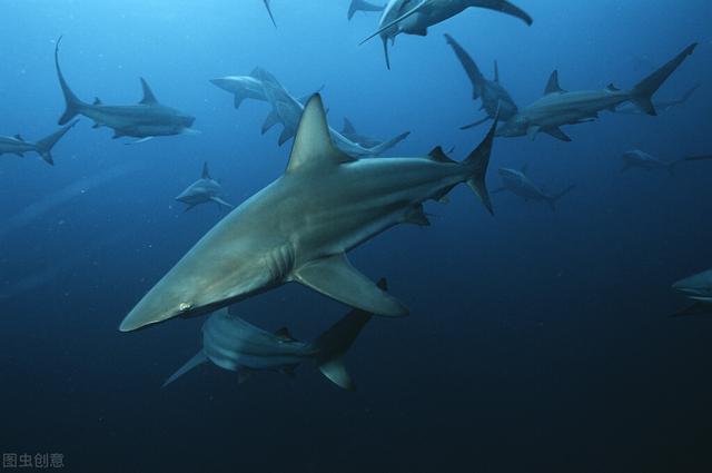 十大危险鲨鱼的排名(世界上灭绝的鲨鱼)插图3