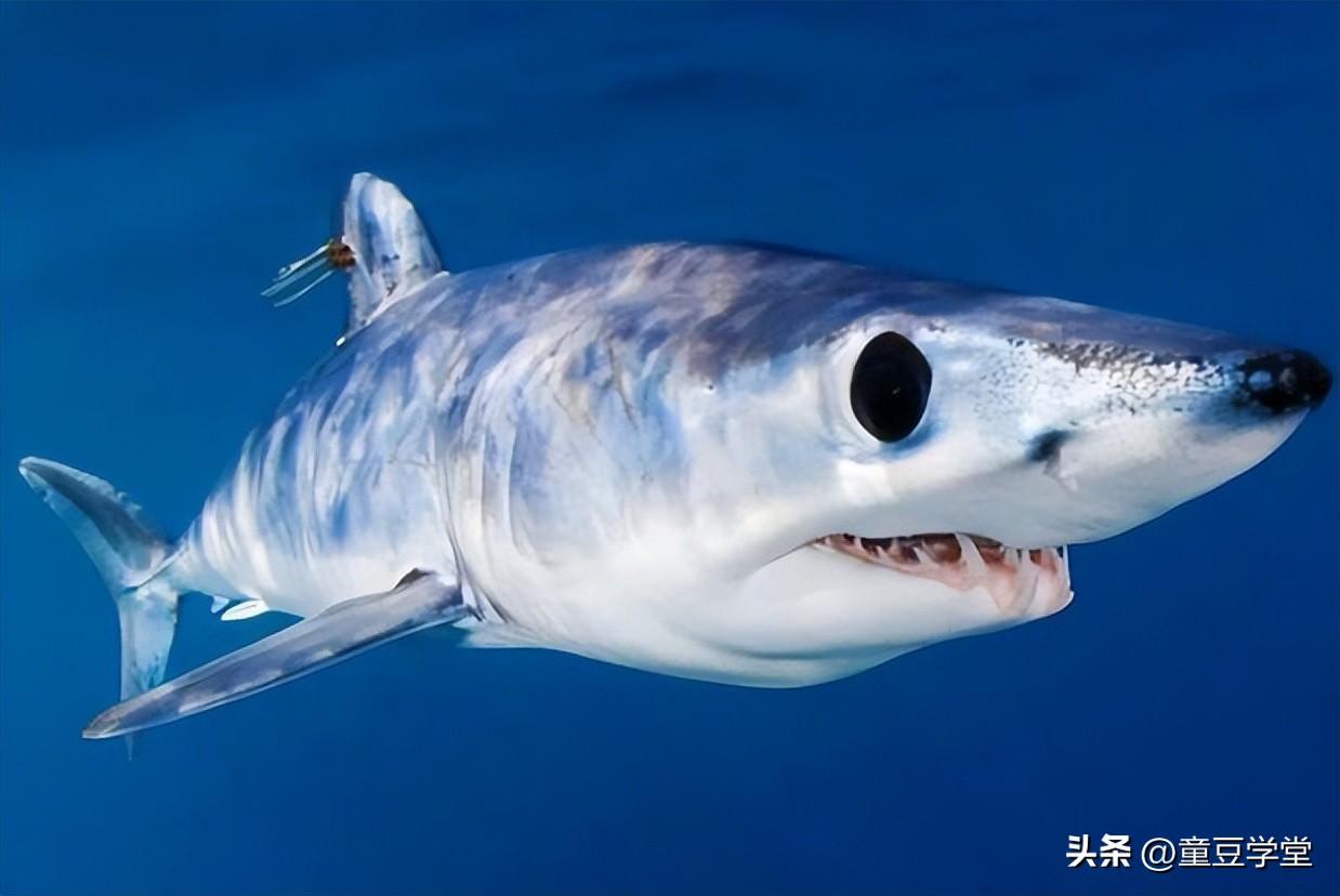 世界上最厉害的鲨鱼(地球上10大最厉害的鲨鱼你都认识吗)插图9