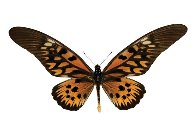 世界上最大的蝴蝶叫什么名字(十大毒蝴蝶)插图7