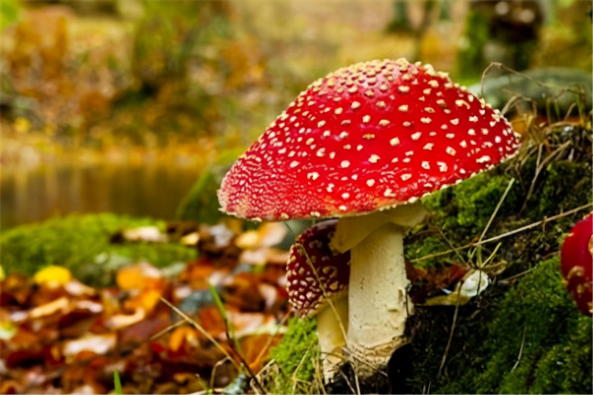 世界上最毒的蘑菇排名(最漂亮致命的十种可怕毒蘑菇)插图2