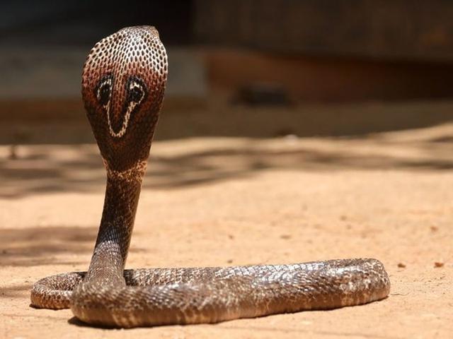 世界上最毒的十大毒蛇(中国哪个省几乎没有蛇)插图9