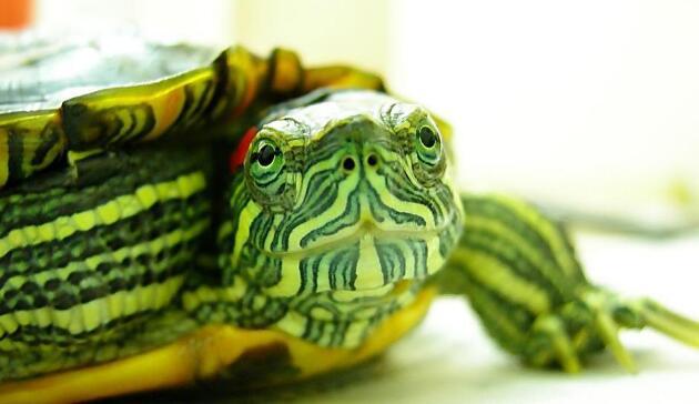 世界上智商最高的乌龟(中国最贵的龟排名)插图