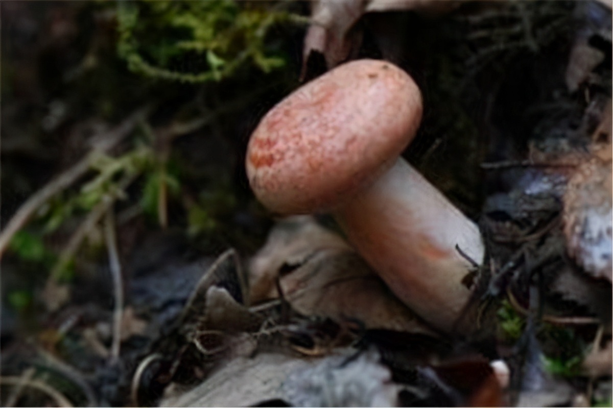 世界上最毒的蘑菇排名(最漂亮致命的十种可怕毒蘑菇)插图8