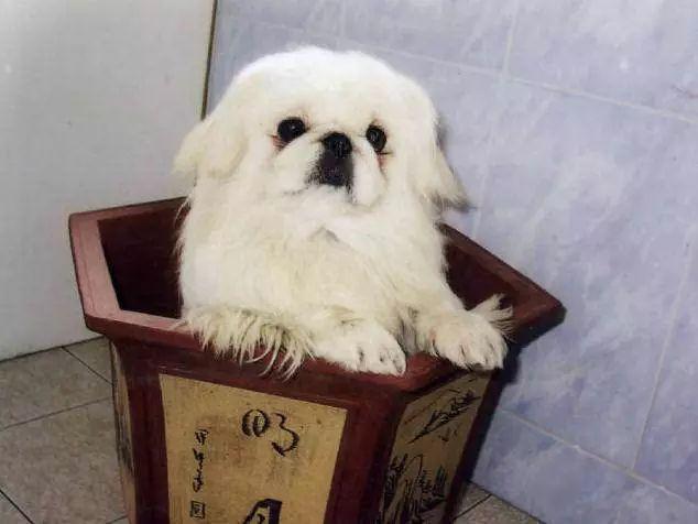 世界名犬品种大全(中国最常见的45种宠物名犬)插图42