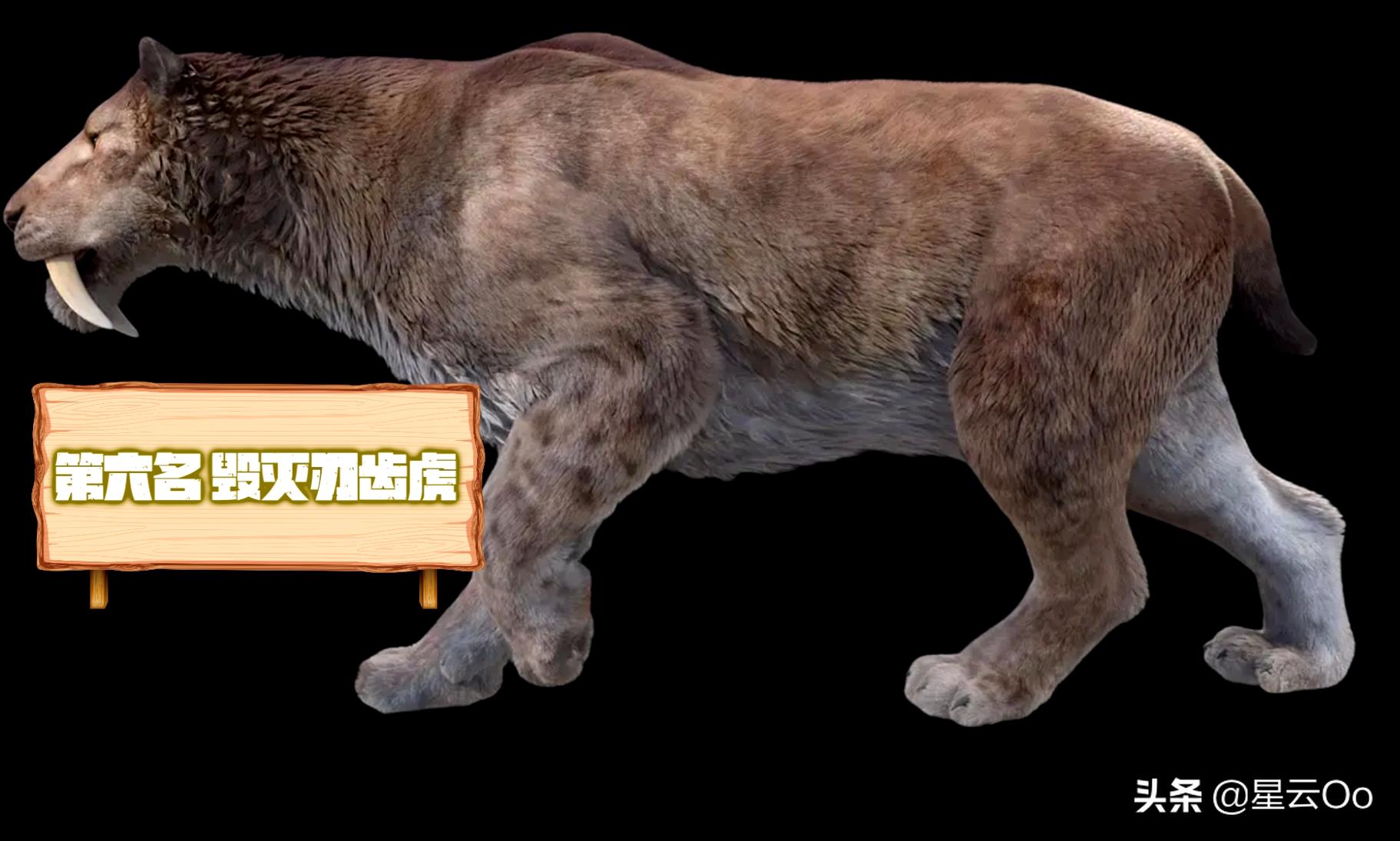 世界上最大的猫科动物(十大顶级猫科动物排行榜)插图5