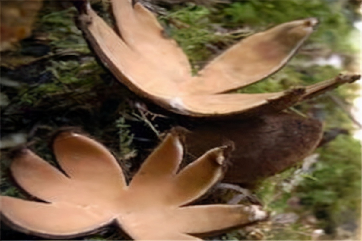 世界上最毒的蘑菇排名(最漂亮致命的十种可怕毒蘑菇)插图5