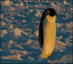 世界十大企鹅种类(世界上最吓人的企鹅)插图10