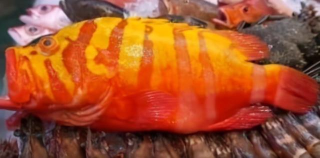 中国最贵的海鱼十大排名(10大名贵海鱼价格表)插图5