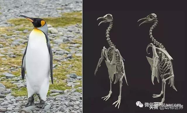 世界十大企鹅种类(世界上最吓人的企鹅)插图2