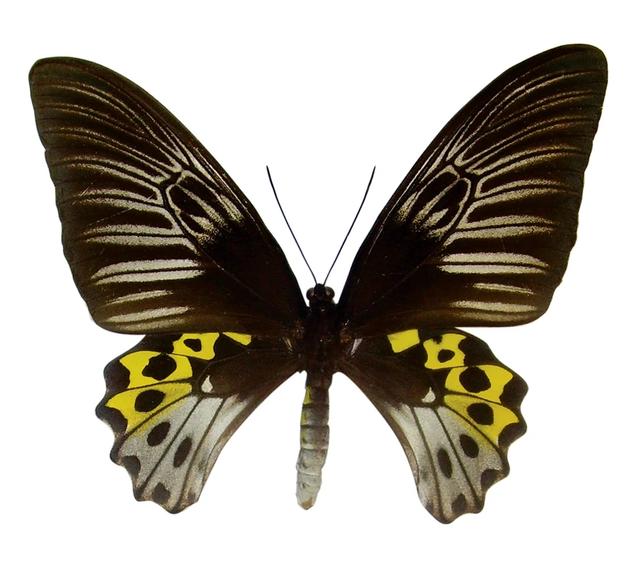 世界上最大的蝴蝶叫什么名字(十大毒蝴蝶)插图6