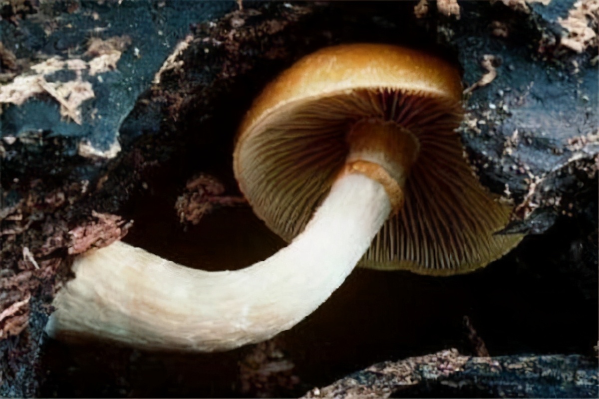 世界上最毒的蘑菇排名(最漂亮致命的十种可怕毒蘑菇)插图9