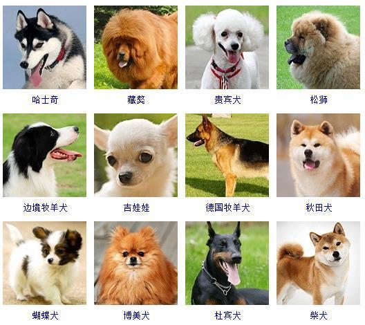 宠物狗有哪些品种，宠物狗排名(附2023年最新排行榜前十名单)