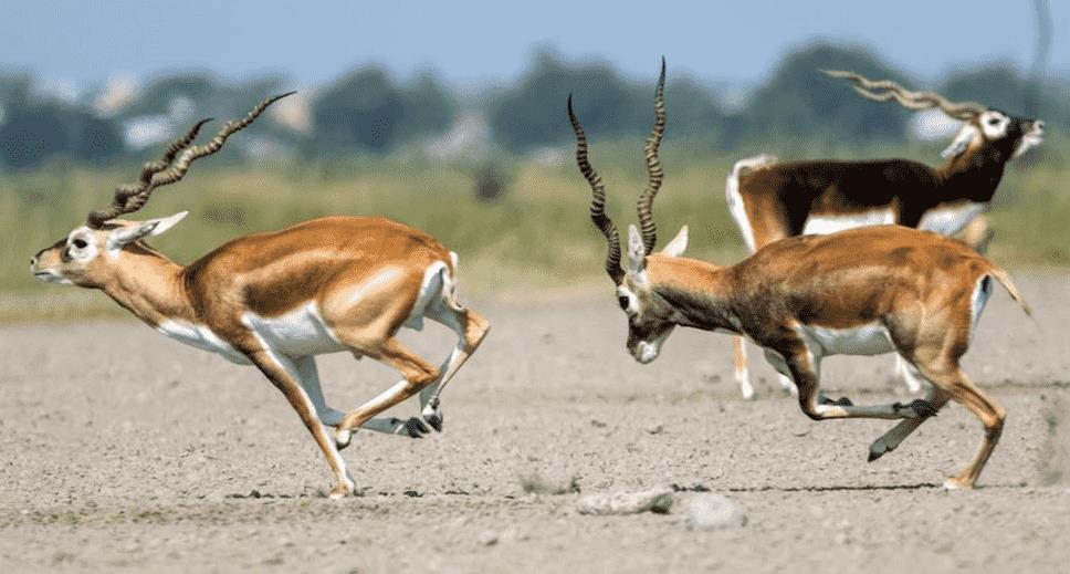 速度最快十大动物排名(世界上跑的最快的10种生物)插图