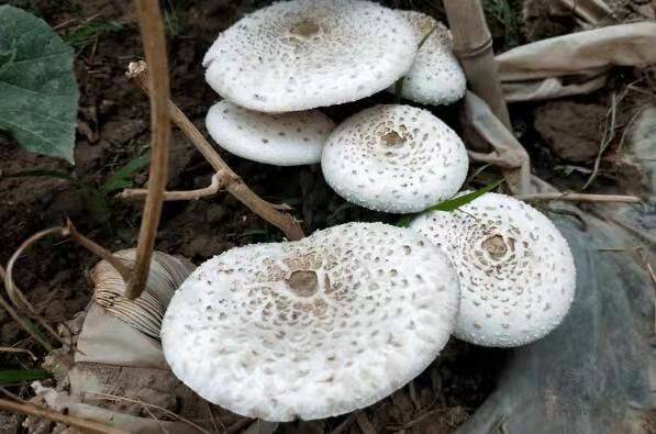 中国十大毒蘑菇(这第一种蘑菇致死率达95%)插图1