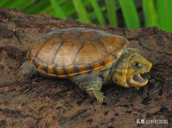 世界十大著名水龟，十大最便宜最漂亮的龟(附2023年最新排行榜前十名单)