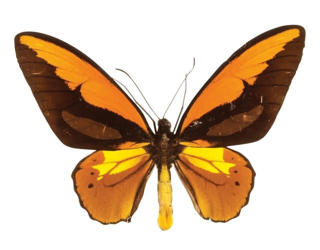 世界上最大的蝴蝶叫什么名字(十大毒蝴蝶)插图5