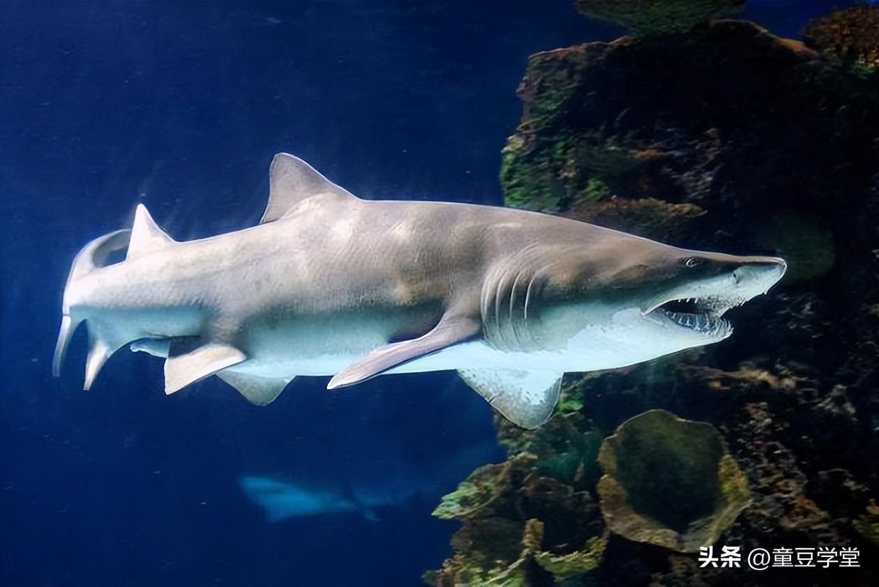世界上最厉害的鲨鱼(地球上10大最厉害的鲨鱼你都认识吗)插图