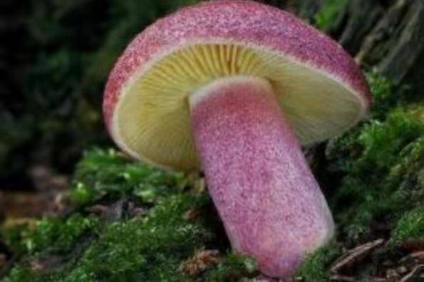 中国十大毒蘑菇(这第一种蘑菇致死率达95%)插图7