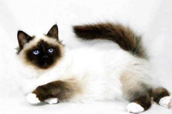 世界十大最漂亮的猫咪(世上十大漂亮的猫)插图7