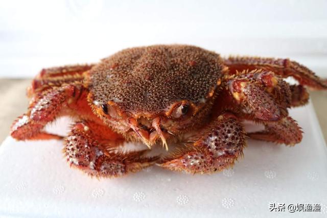 全球十大螃蟹品种(中国十大名螃蟹)插图10