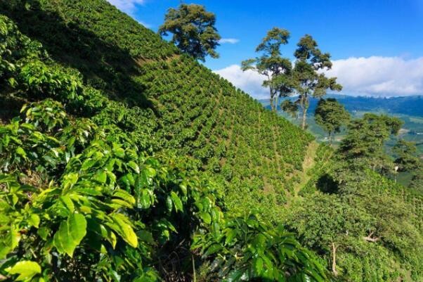 咖啡豆排行榜前十名，世界著名的十大咖啡豆产地(附2023年最新排行榜前十名单)