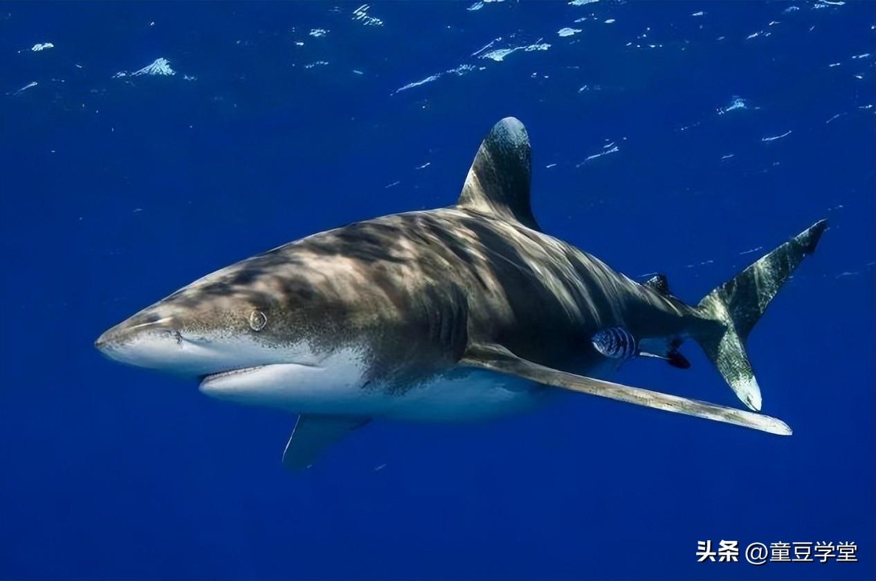 世界上最厉害的鲨鱼(地球上10大最厉害的鲨鱼你都认识吗)插图7
