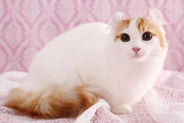 世界十大最漂亮的猫咪(世上十大漂亮的猫)插图4
