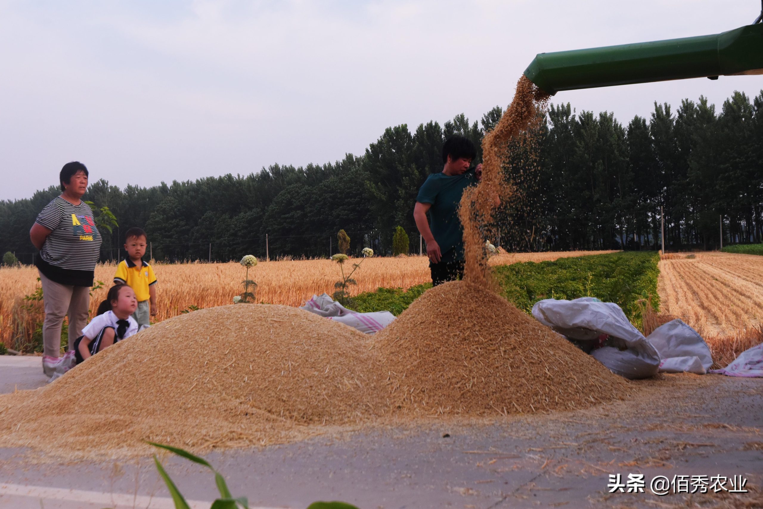 小麦和水稻的区别，产量少的小麦为何价格也很低(附2023年最新排行榜前十名单)