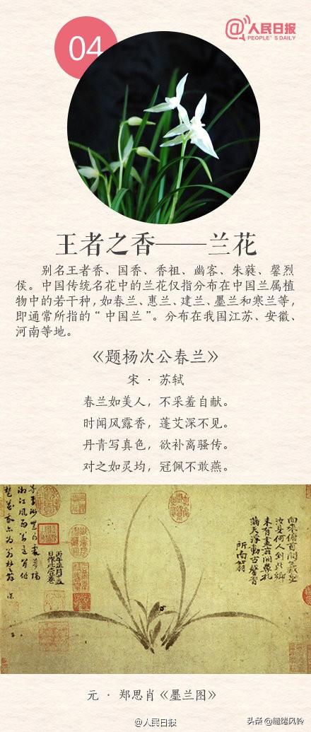 中国传统十大名花(花卉植物大全排名)插图3