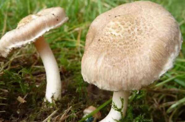 中国十大毒蘑菇(这第一种蘑菇致死率达95%)插图2