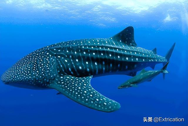 十大体积最大的鲨鱼(北京海洋馆最大鲨鱼)插图8