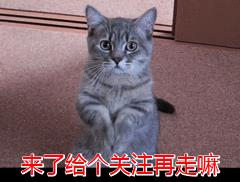 折耳猫为什么不能养(全国十大漂亮猫)插图6