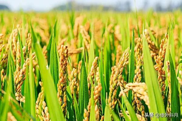 世界十大稻米生产国(大米品牌前十名)插图