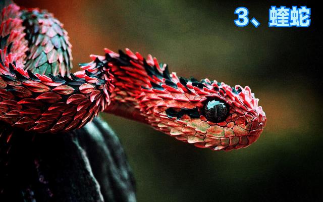 全球最毒的十大毒蛇排行榜(顶级毒蛇)插图2
