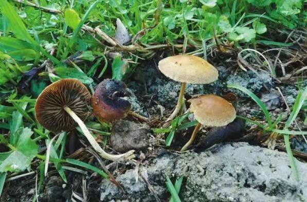 中国十大毒蘑菇(这第一种蘑菇致死率达95%)插图5
