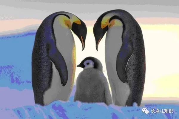 世界上最大的企鹅，世界上体型最大的企鹅身高有多米(附2023年最新排行榜前十名单)