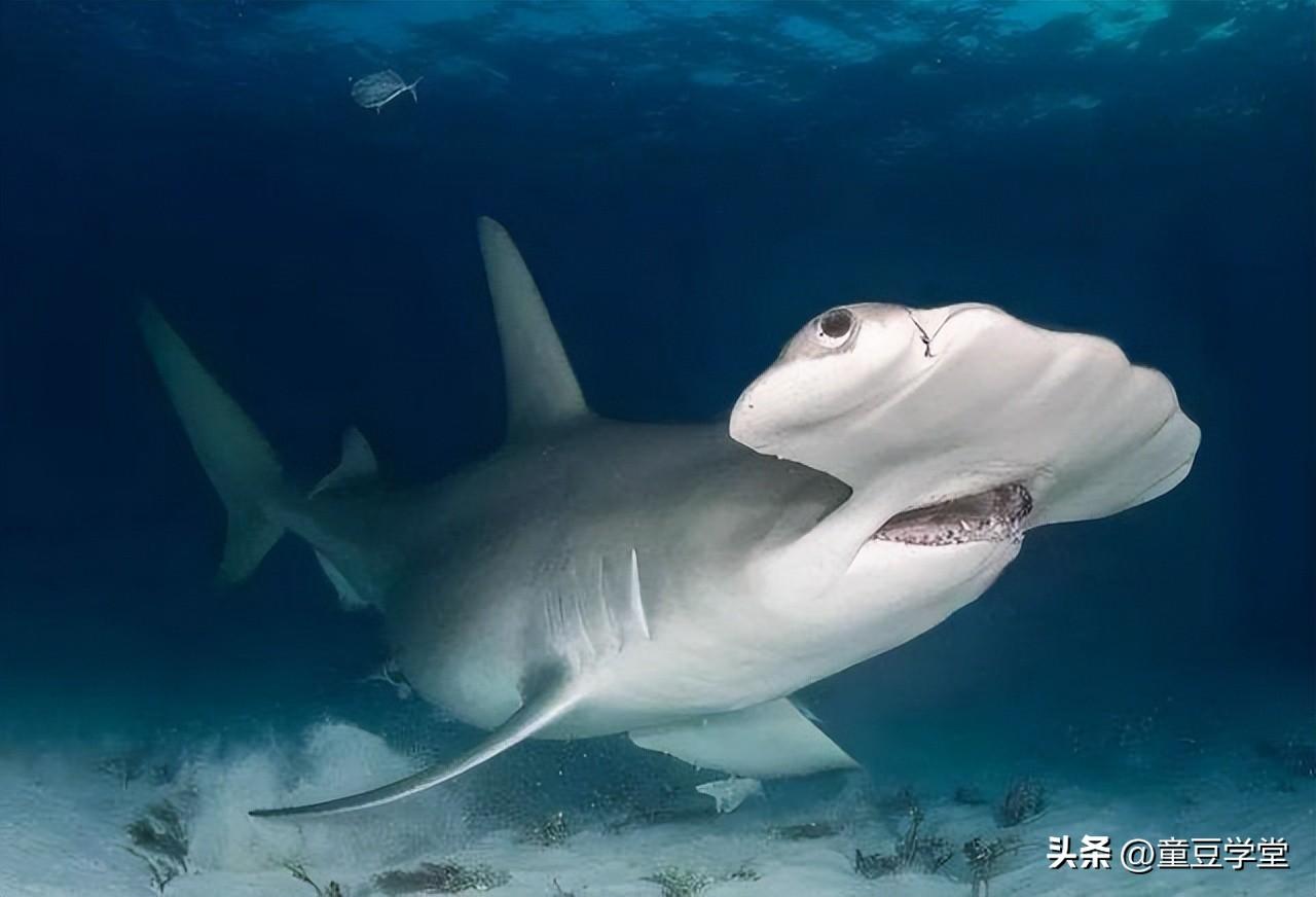 世界上最厉害的鲨鱼(地球上10大最厉害的鲨鱼你都认识吗)插图8