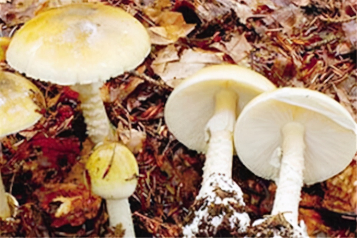世界上最毒的蘑菇排名(最漂亮致命的十种可怕毒蘑菇)插图4