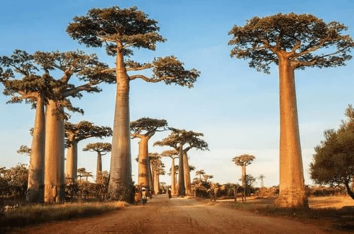 世界最漂亮的十大树(世界上最美丽的10种树)插图6