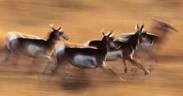 世界上十大速度最快的动物(世界跑最快的动物)插图13