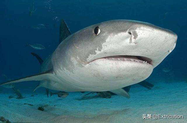 十大体积最大的鲨鱼(北京海洋馆最大鲨鱼)插图5