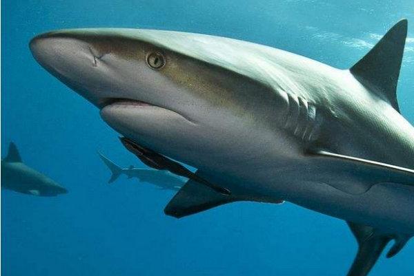 世界十大最大的鲨鱼(地球上10大最庞大的鲨鱼)插图1