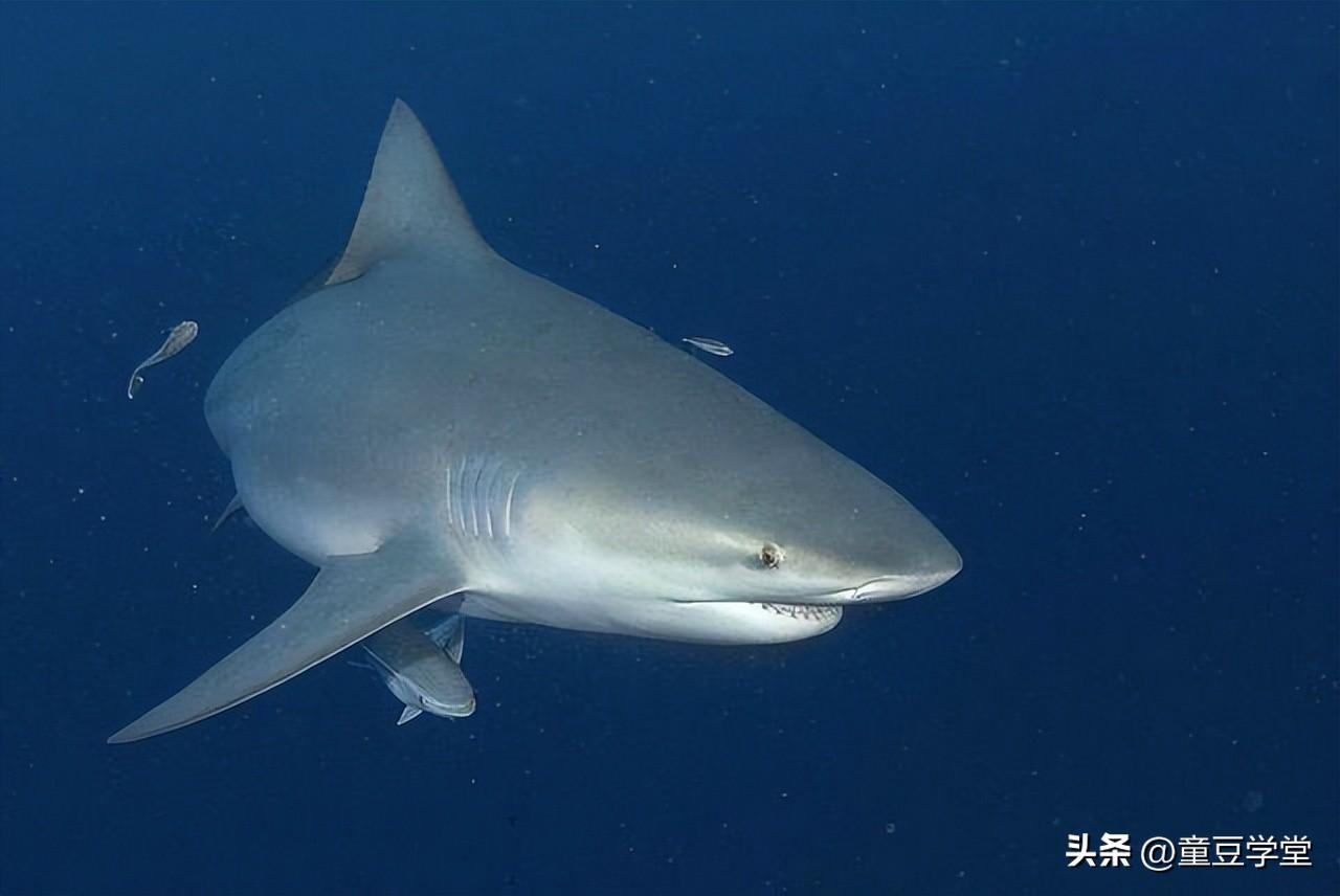 世界上最厉害的鲨鱼(地球上10大最厉害的鲨鱼你都认识吗)插图2