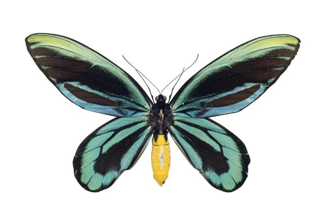 世界上最大的蝴蝶叫什么名字(十大毒蝴蝶)插图9