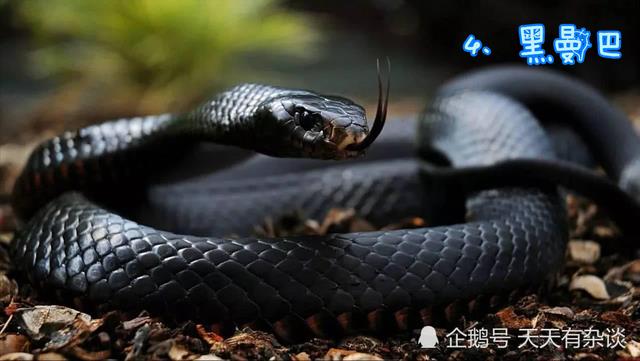 全球最毒的十大毒蛇排行榜(顶级毒蛇)插图3