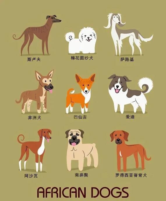 世界名犬品种大全，世界名犬图片大全排行(附2023年最新排行榜前十名单)